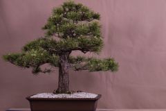 Gerhardt_pinus-nigra