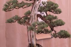 Roskos_juniperus2