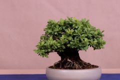 Talapka_berberis
