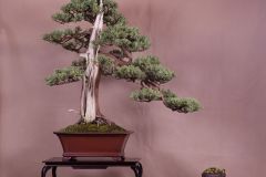 juniperus_roskos