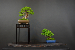 12-Spalek_shohin