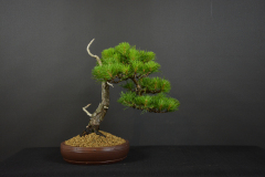 15-Novotny_Sylvestris