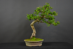 16-Chrena_Crataegus