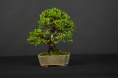 17-Zbinovsky_Ulmus
