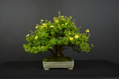 19-Moravcik_Potentilla