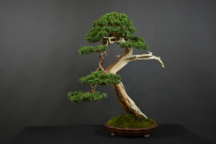 20-Cutka_Juniperus
