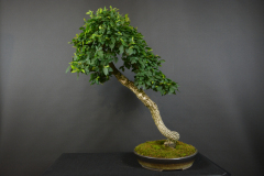 21-Vyhlidalova_Ulmus