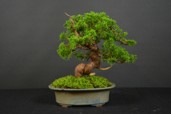 24-Hojtricova_Juniperus