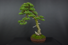 26-Biscak_Parviflora