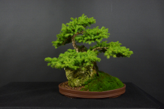 29-Novak_Picea