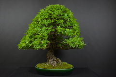 3-Panik_Zelkova