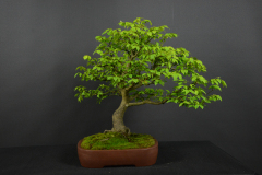 30-Trpak_Euonymus