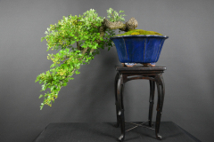 34-Peresleny_Crataegus