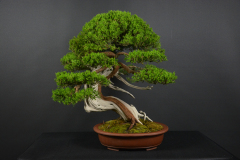 35-Vitez_Juniperus