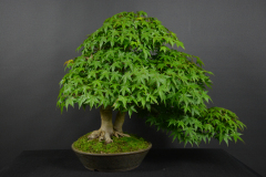 36-Biscak_Palmatum