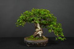 37-Frastia_Taxus