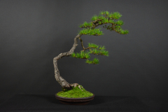 4-Panik_Sylvestris
