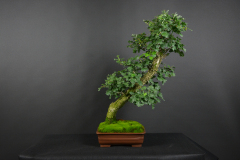 40-Novotny_Crataegus