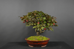 41_Hodova_Prunus