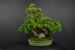 44-Peresleny_Crataegus