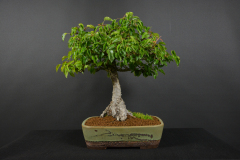 48-Gembes_Pyrus