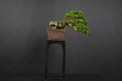 5-Lempel_Olea