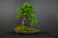 50-Peresleny_Larix