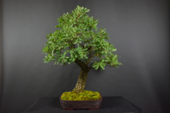 52-Sramko_Quercus
