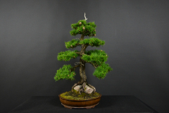 53-Gembes_Larix