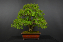 54-Valuch_Fraxinus
