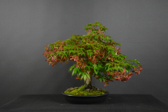 55-Gurabi_Palmatum