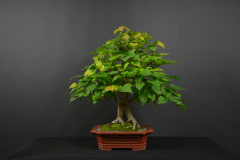 58-Skacan_Tilia
