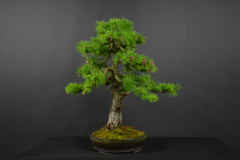 59-Valuch_Larix