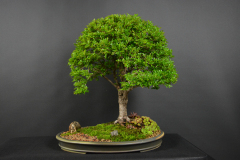 60-Biscak_Ulmus