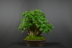 62-Novotny_Ligustrum