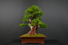 63-Vitez_Taxus