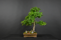 64-Jancina_Crataegus