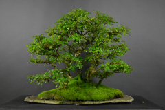 65-Ondrejcik_Ulmus