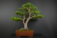 67-Tatransky_Sylvestris
