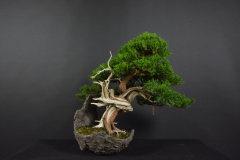 69-Roskos_chinensis