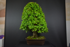 72-Banic_Carpinus