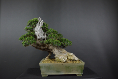 73-Svoboda_Olea