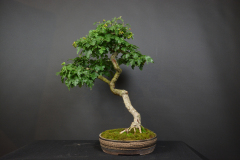 74-Vyhlidalova_Crataegus