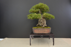 Biscak_Pinus