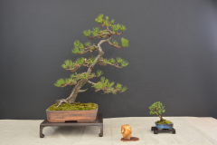 Bonk_Pinus