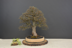 Cernak_Carpinus