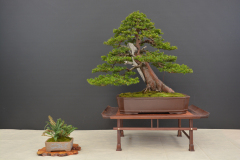 Chrena_Taxus