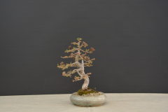 Cierny-Matus_Larix