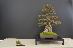 Cutka_Larix