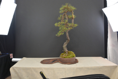 Cvik_pinus